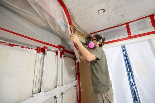 Best Black Mold Removal  in Melody Hill, IN