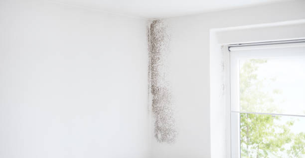 Best Airborne Mold Testing  in Melody Hill, IN