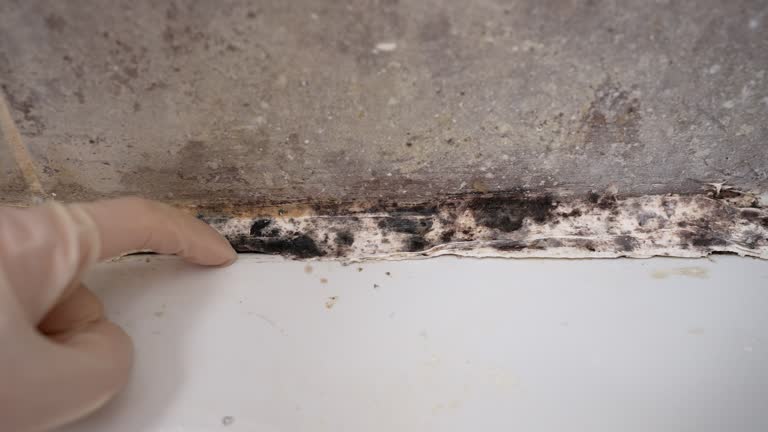 Best Water Damage & Mold Remediation  in Melody Hill, IN